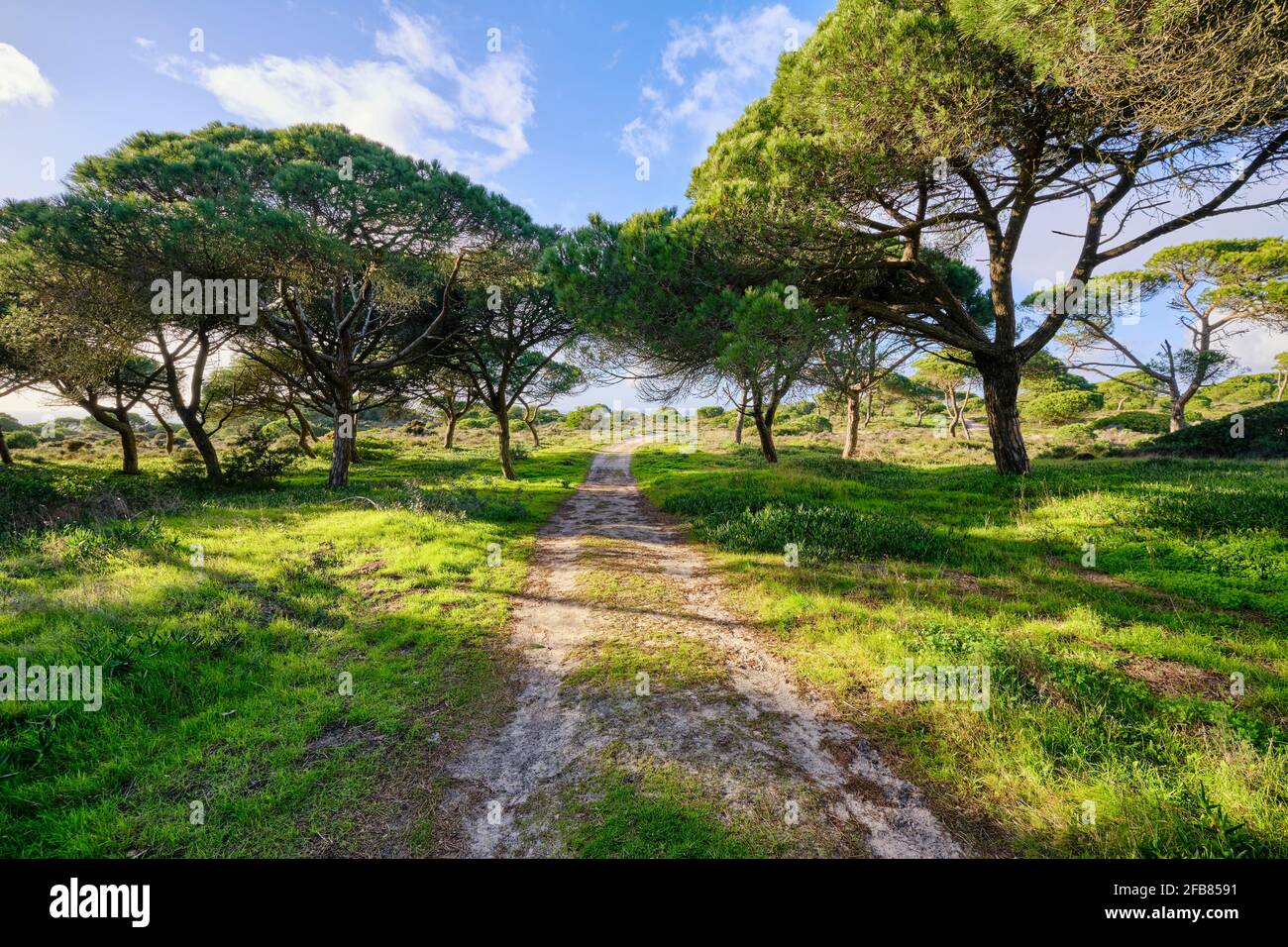 MEDOS National Forest, ein botanisches Reservat. Almada, Portugal Stockfoto