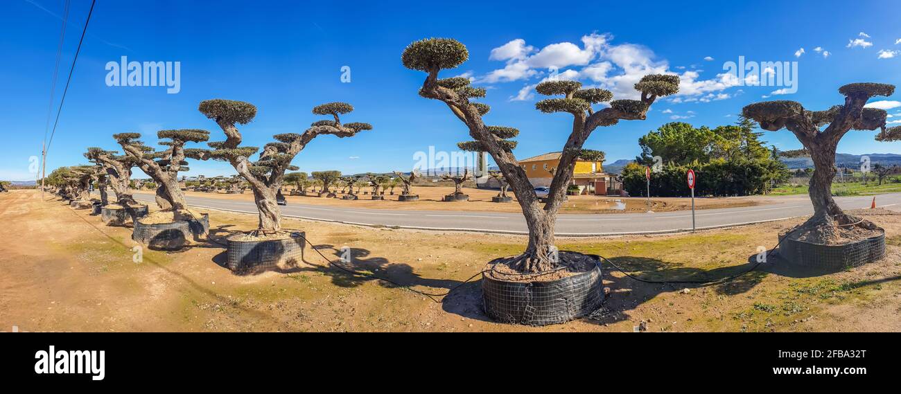 Großer und alter alter Olivenbaum im Olivengarten Am Mittelmeer zum Verkauf Stockfoto