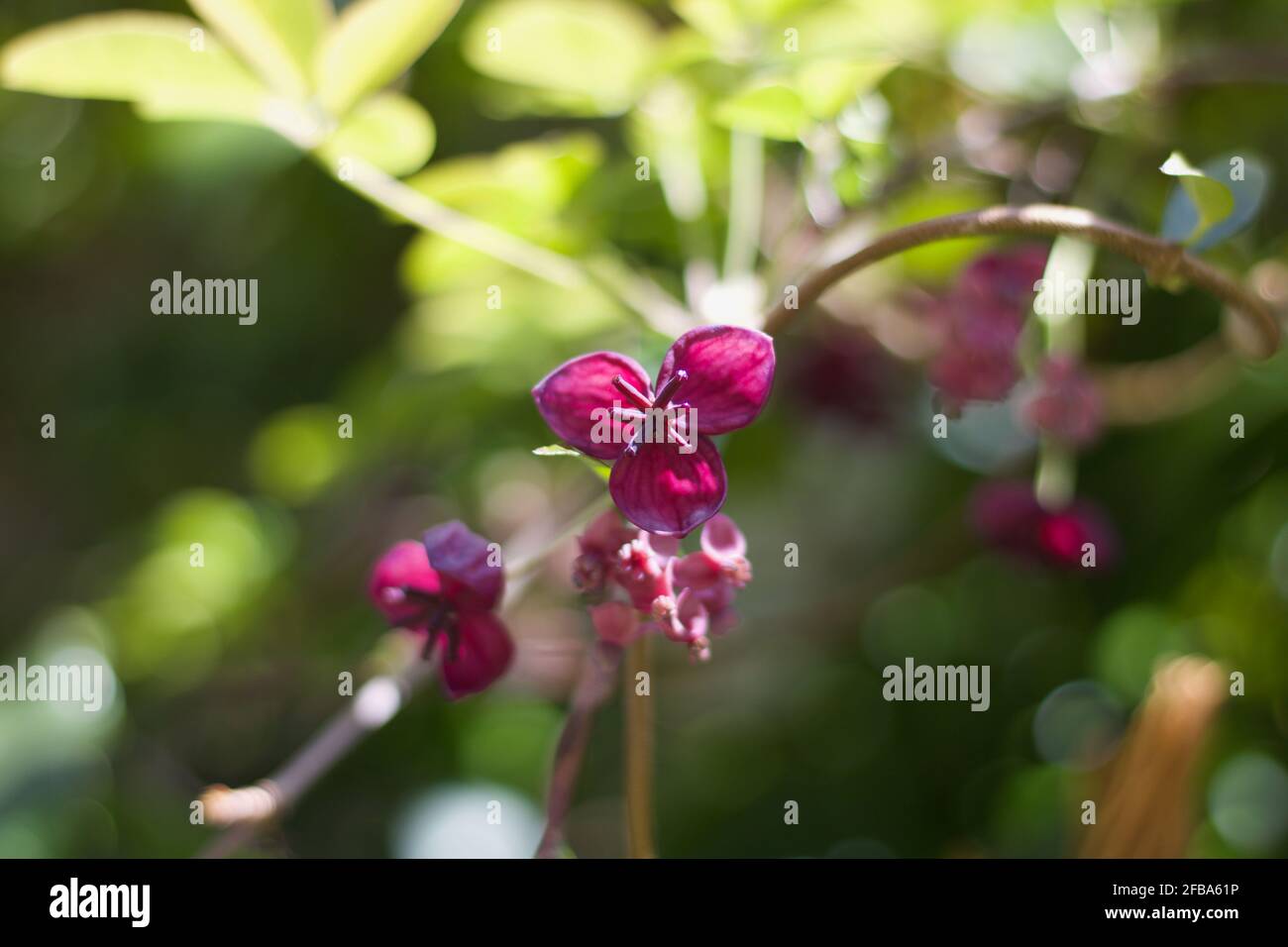 Schönes Bild von rosa Blüten von Schokoladenrebe oder akebia Chinata Stockfoto