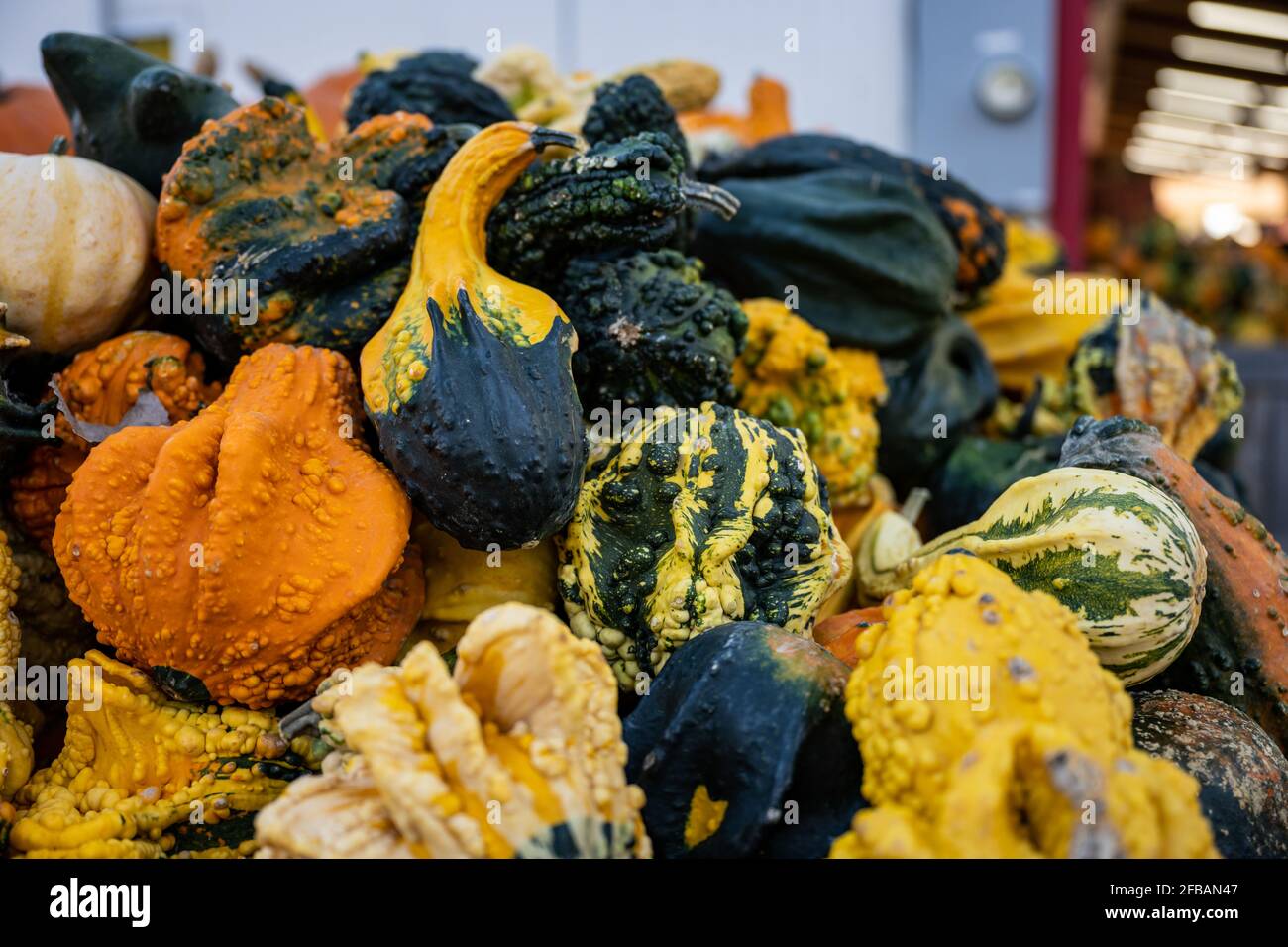 Dekorative Kürbisse in Giant Stack auf dem Bauernmarkt Stockfoto