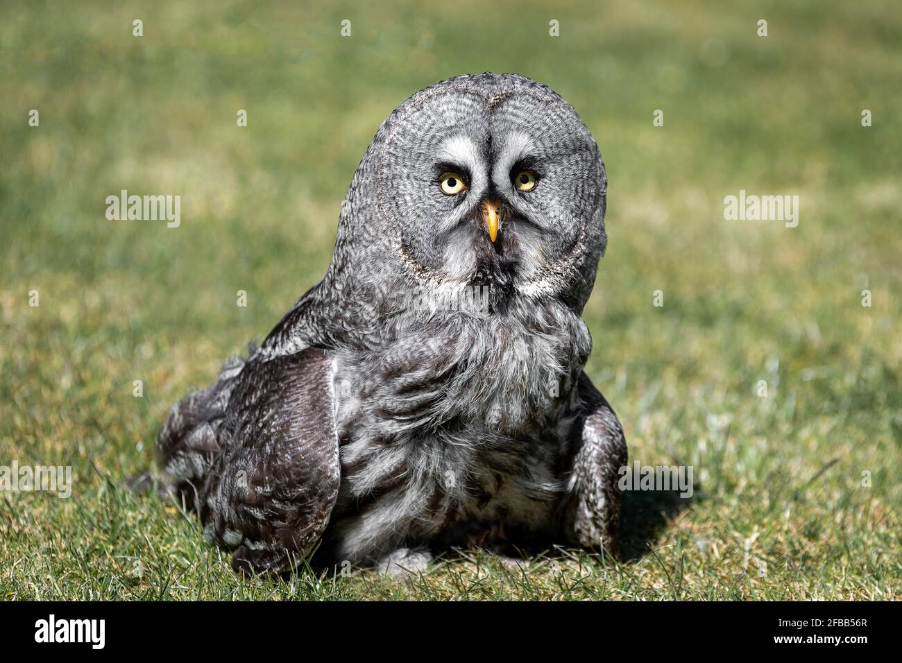 Eine große graugraue Eule, die auf Gras steht und schaut Nach vorne mit weit geöffneten Augen Stockfoto