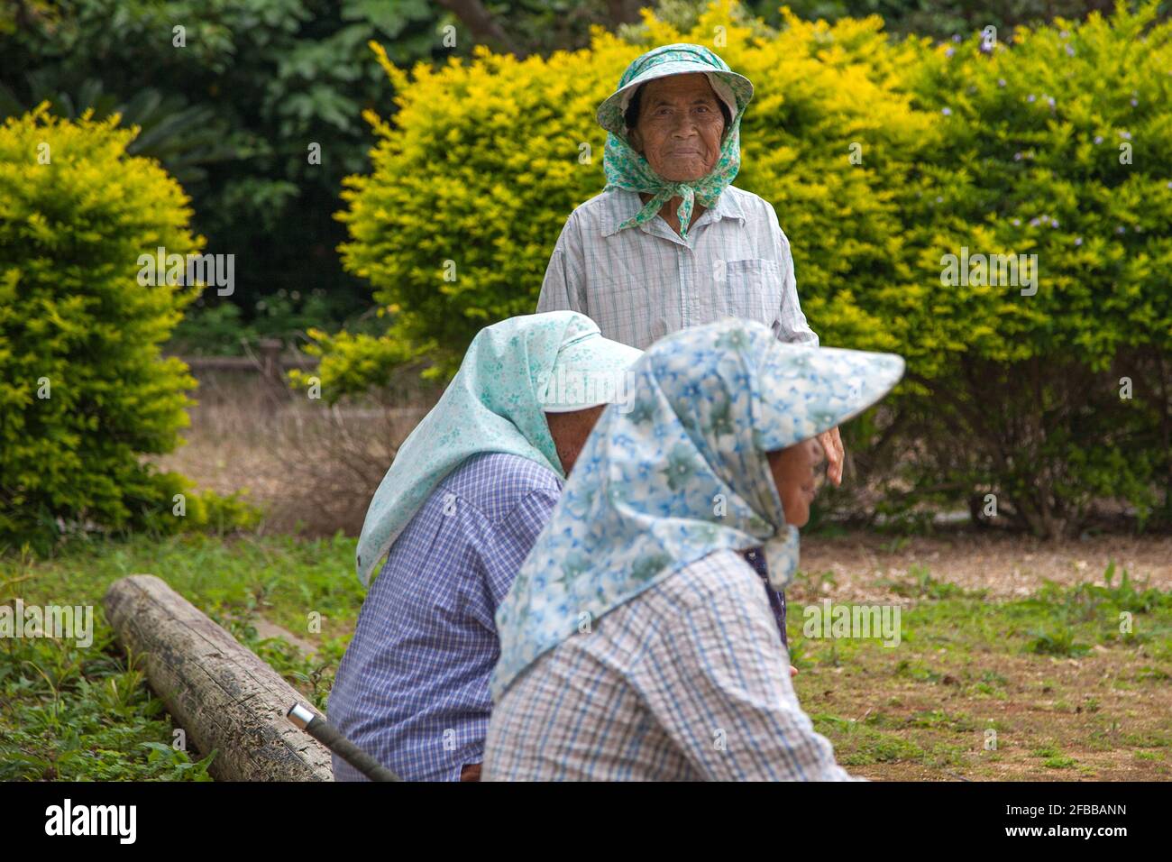 Ältere japanische Ryukyuan-Frauen spielen den Gateball, eine japanische Version von Krocket, Kurima Island, Okinawa, Japan Stockfoto