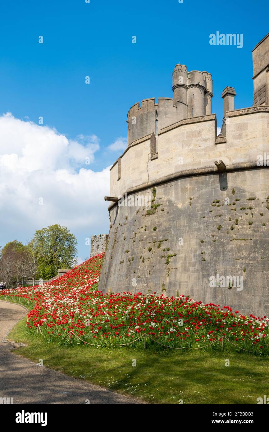 Arundel Castle Tulpenfestival im April 2021, West Sussex, England, Großbritannien, mit leuchtend roten Tulpen, die um das Schloss gepflanzt wurden. Stockfoto