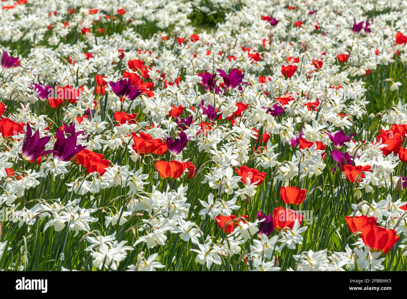 Arundel Castle Tulpenfestival im April 2021, West Sussex, England, Großbritannien. Atemberaubende Darstellung von Tulpen und Narzissen Narzissen. Stockfoto