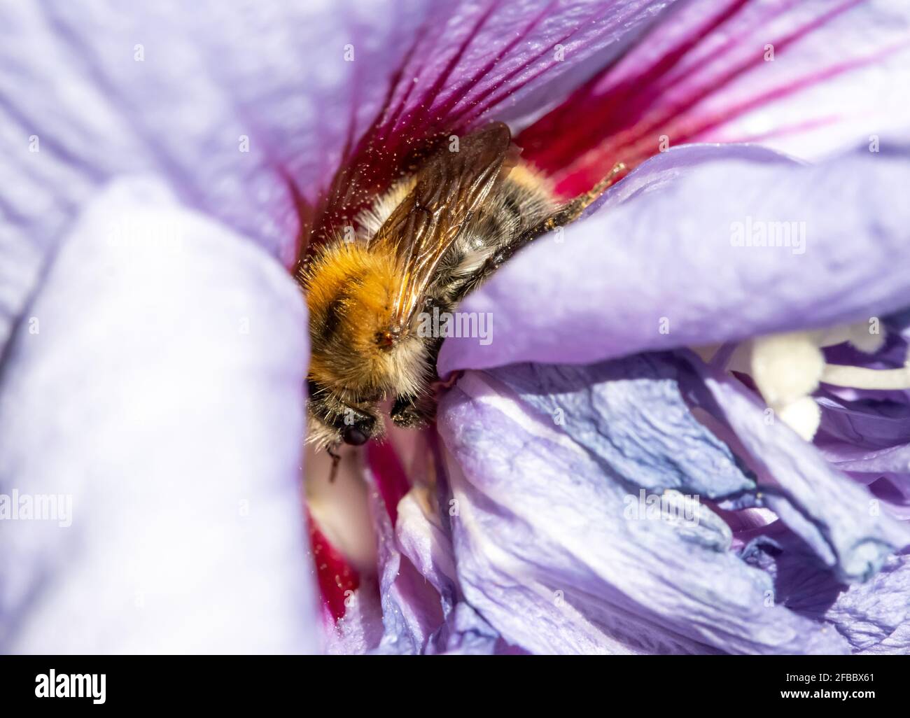 Eine Hummel, die Pollen sammelt, enthält eine Blume. Eine bescheidene Biene, die an einer Gartenblume arbeitet. Stockfoto