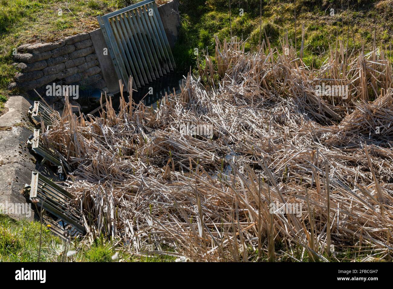 Große Metallgittern bedecken die Öffnungen der Abflussrohre in einen mit Schilf gefüllten Graben. Trumpington Meadows Country Park, Cambridge, Großbritannien. Stockfoto
