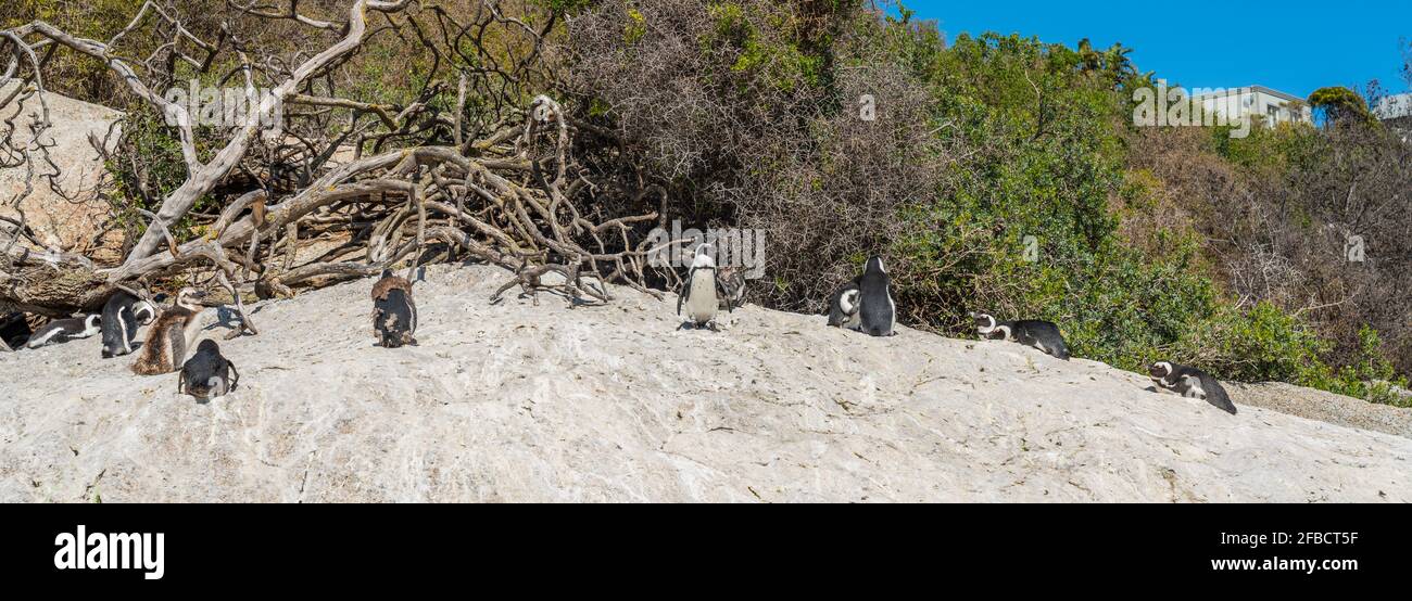 African Penguin am Boulders Beach bei Simons Town auf der Kap-Halbinsel, Südafrika, eine der wenigen Kolonien von African Penguin Stockfoto