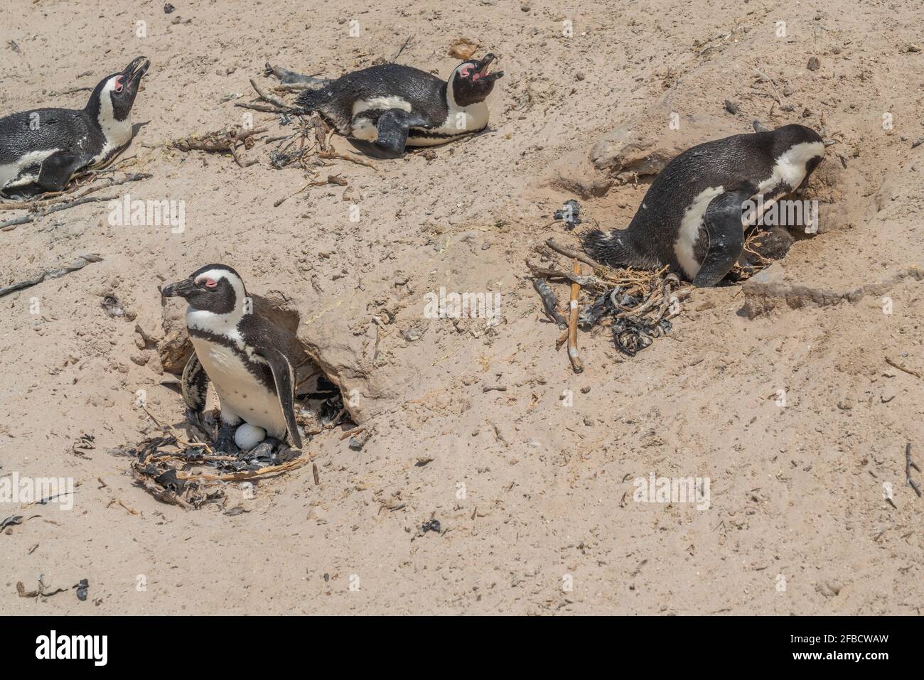 African Penguin am Boulders Beach bei Simons Town auf der Kap-Halbinsel, Südafrika, eine der wenigen Kolonien von African Penguin Stockfoto