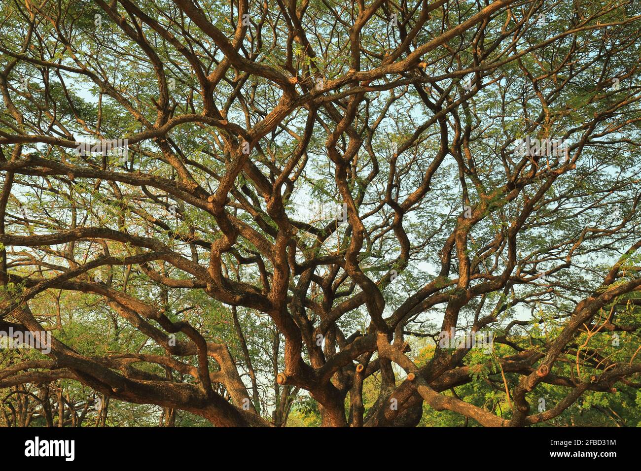 Großer Baum mit vielen Ästen in der Zeit der Sonne Stockfoto