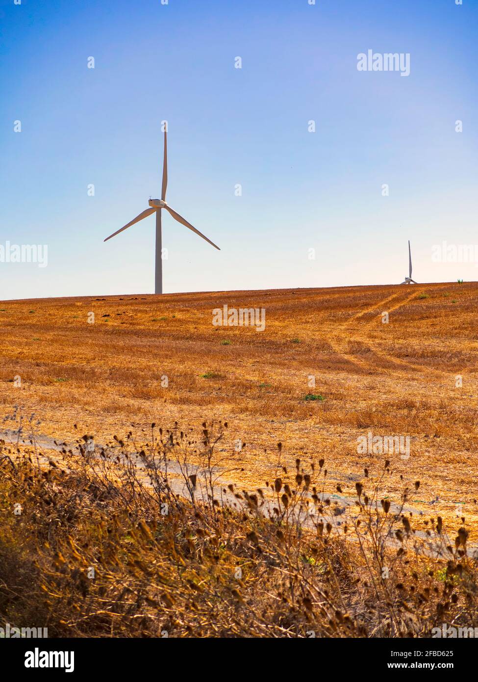 Mehrere Windturbinen zwischen einem goldenen andalusischen Weizenfeld. Stockfoto