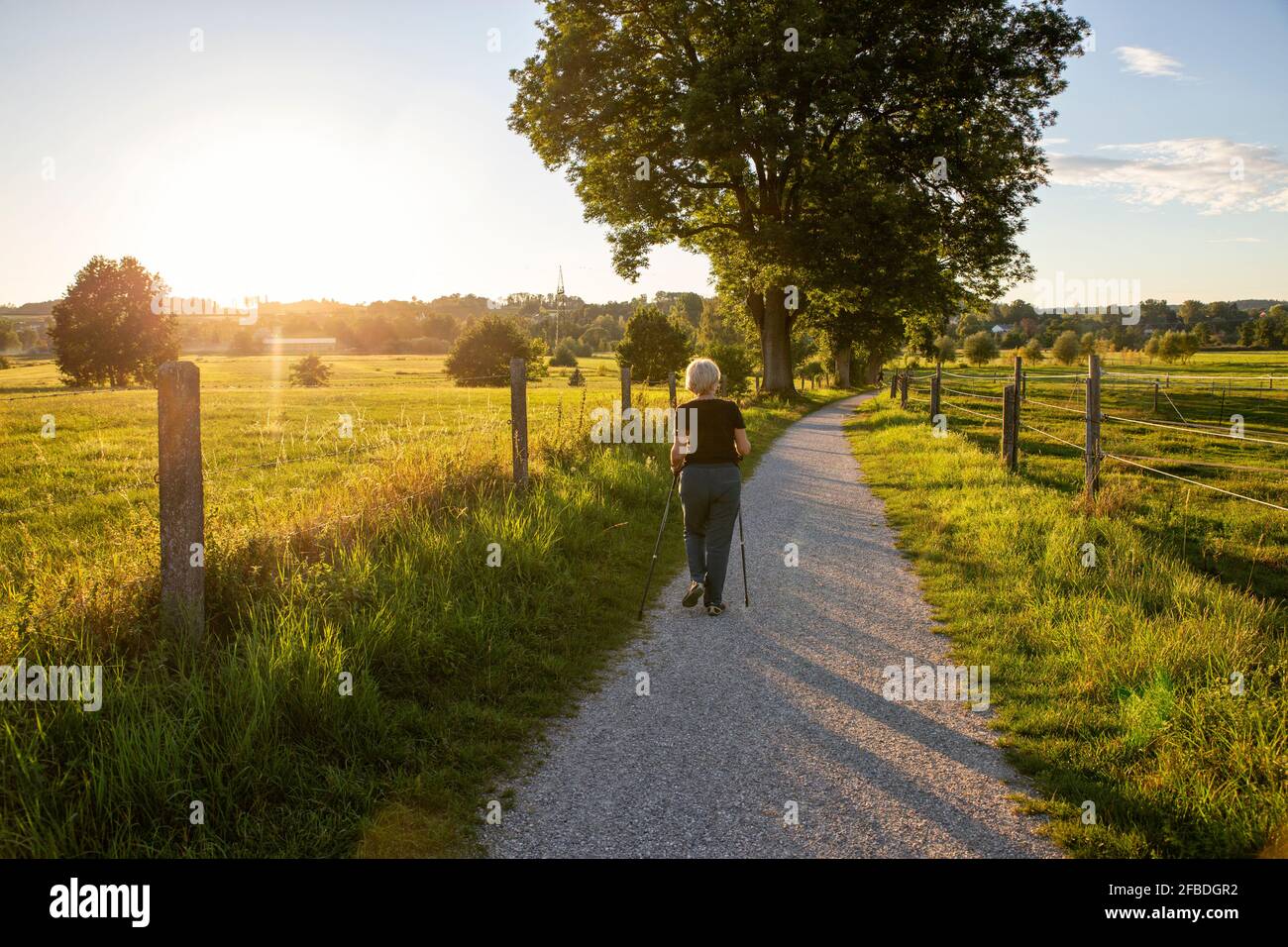 Deutschland, Bayern, Augsburg, Senior Woman Walking mit Stöcken und Golden Retriever in ländlicher Umgebung bei Sonnenuntergang Stockfoto