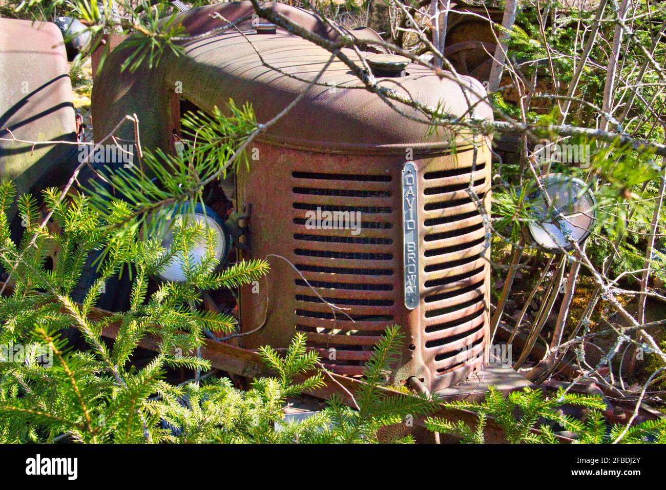 David Brown Traktor Stockfoto