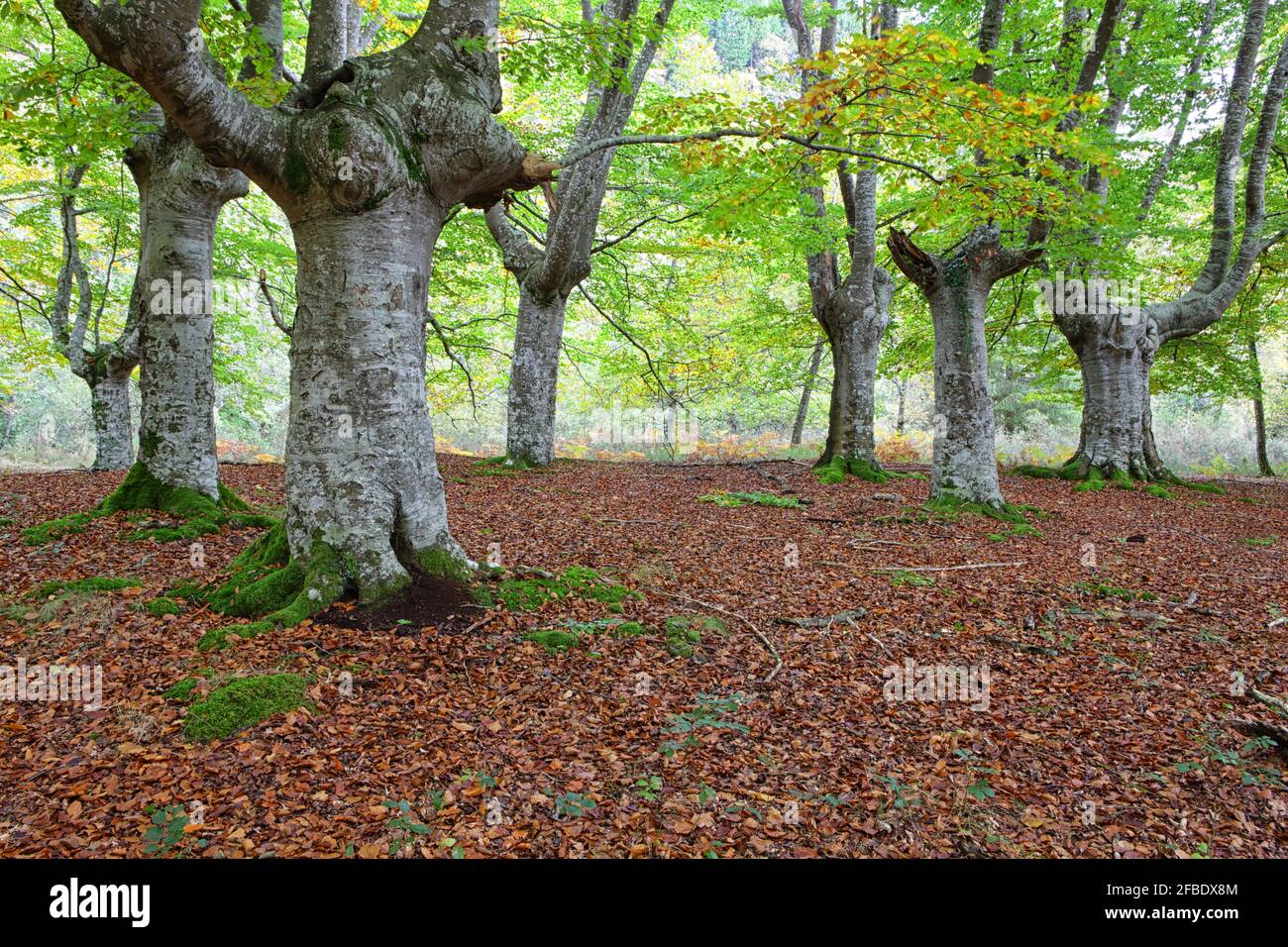 Große Bäume durch gefallene Blätter im Gorbea Natural Park Stockfoto