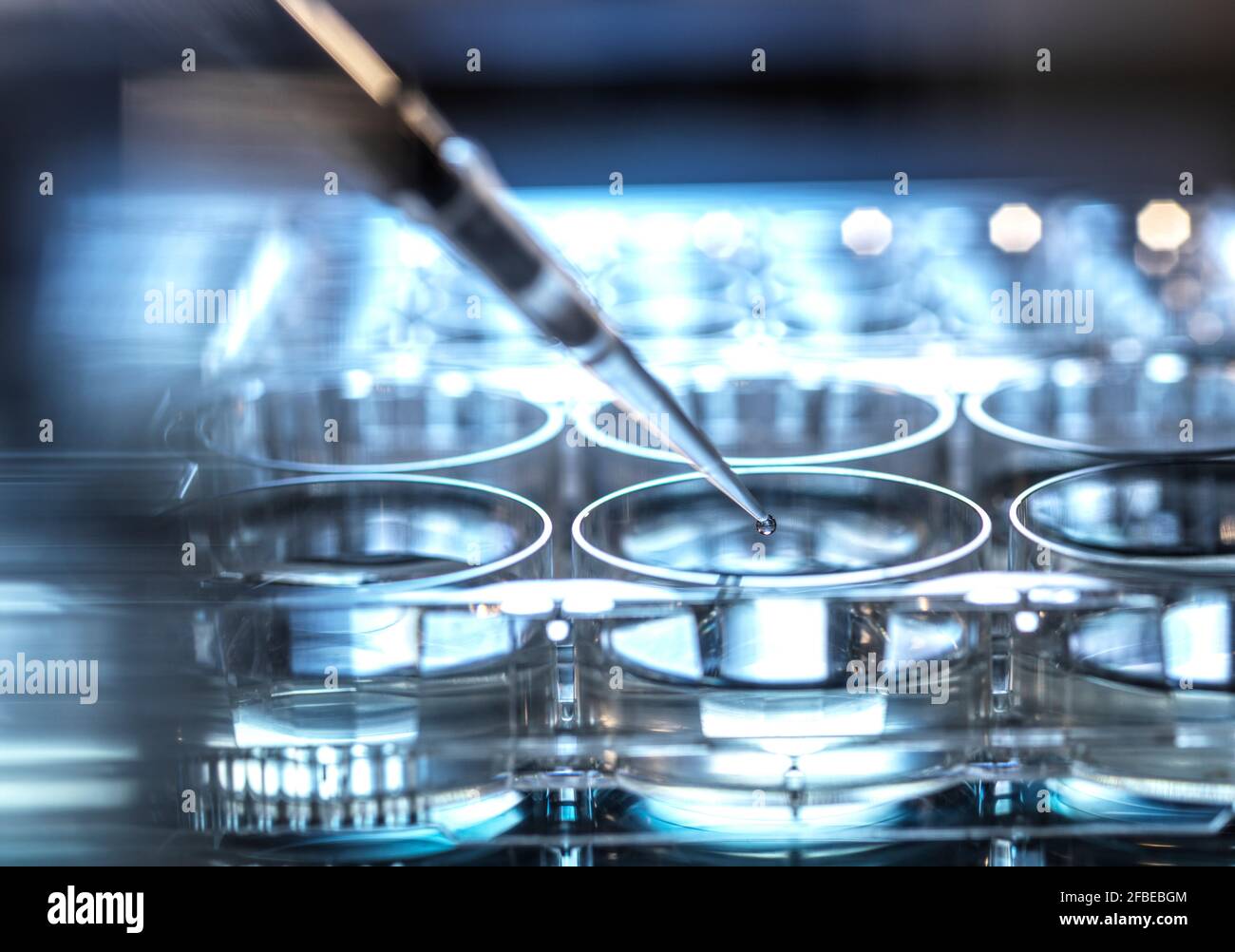 Tropfen der wissenschaftlichen Probe, die in die Mikrotiterplatte fällt, von der Pipette bei Labor Stockfoto