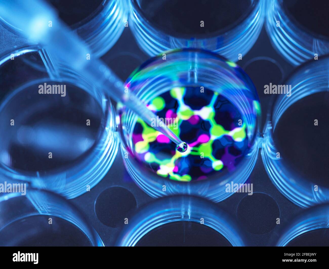 Konzeptionelles Bild zur Veranschaulichung der Biotechnologie: Wissenschaftler pipettieren chemische Formel in Multi-Well-Platte während eines Experiments Stockfoto