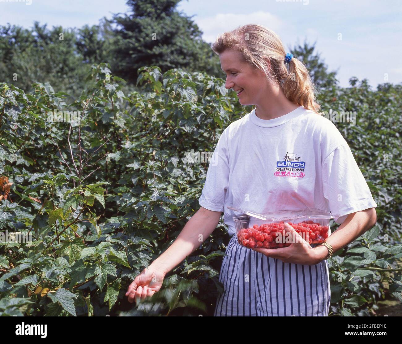 Junge Frau pflücken Himbeeren auf Obstfarm, Oxfordshire, England, Vereinigtes Königreich Stockfoto