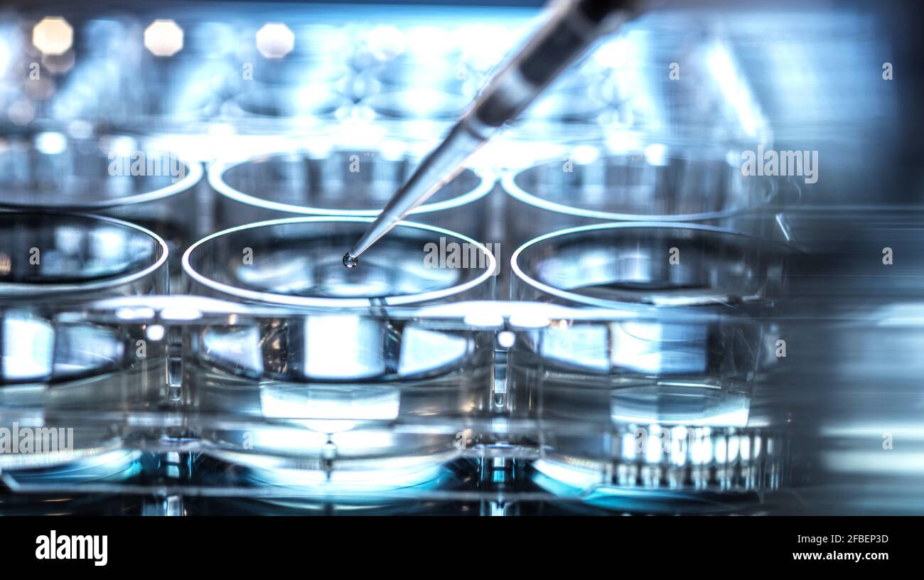 Pipettieren der Probe in die Mikrowell-Platte, während Sie an Forschungen arbeiten Biotechnologie Stockfoto