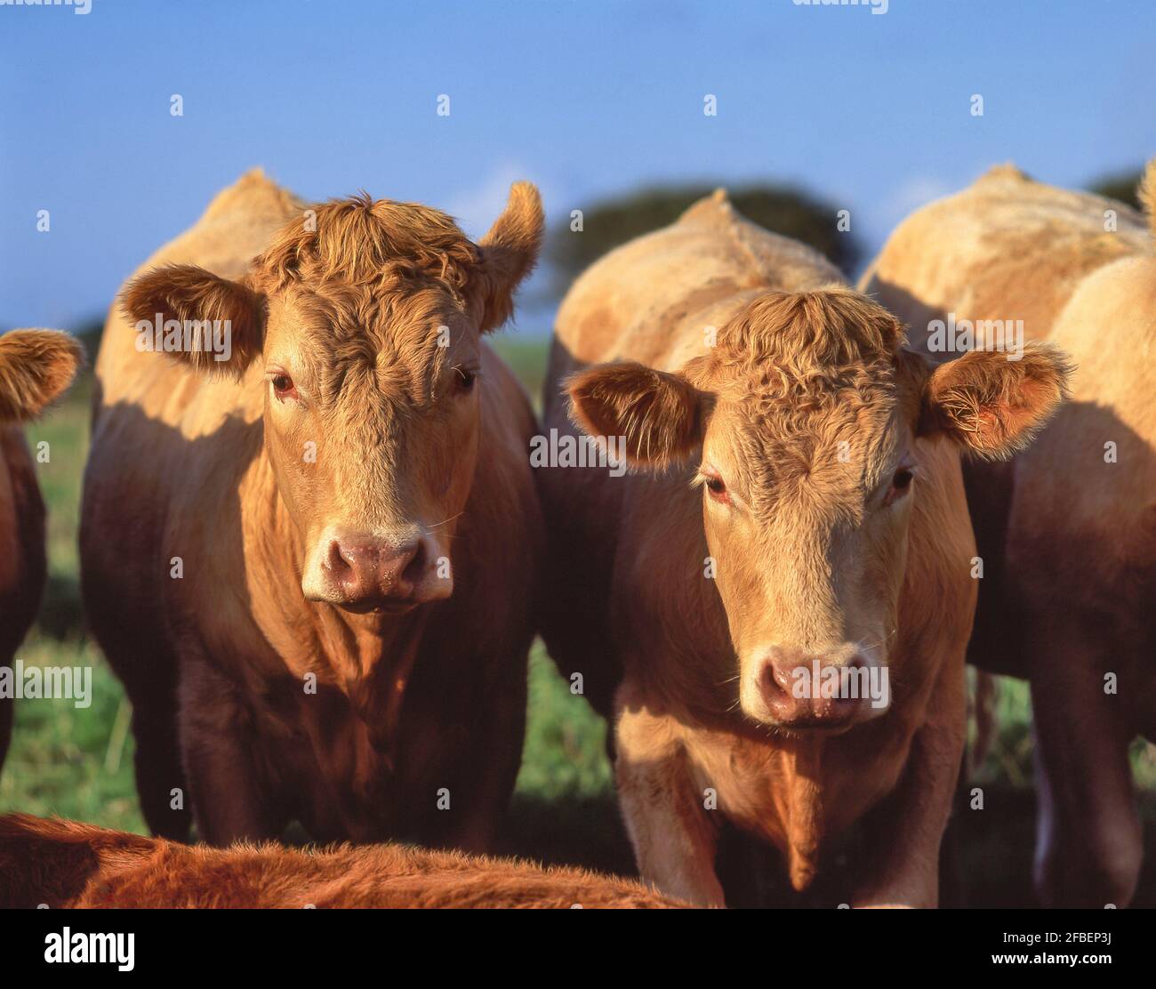 Cattle in Field, Wiltshire England, Vereinigtes Königreich Stockfoto