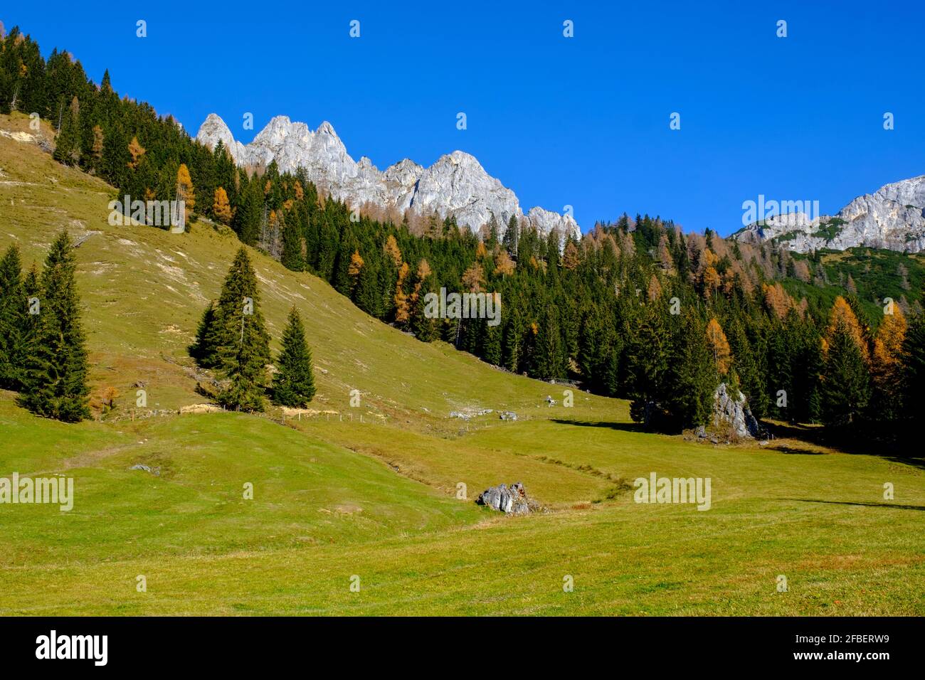 Waldrand mit Gosaukamm-Bergkette im Hintergrund Stockfoto