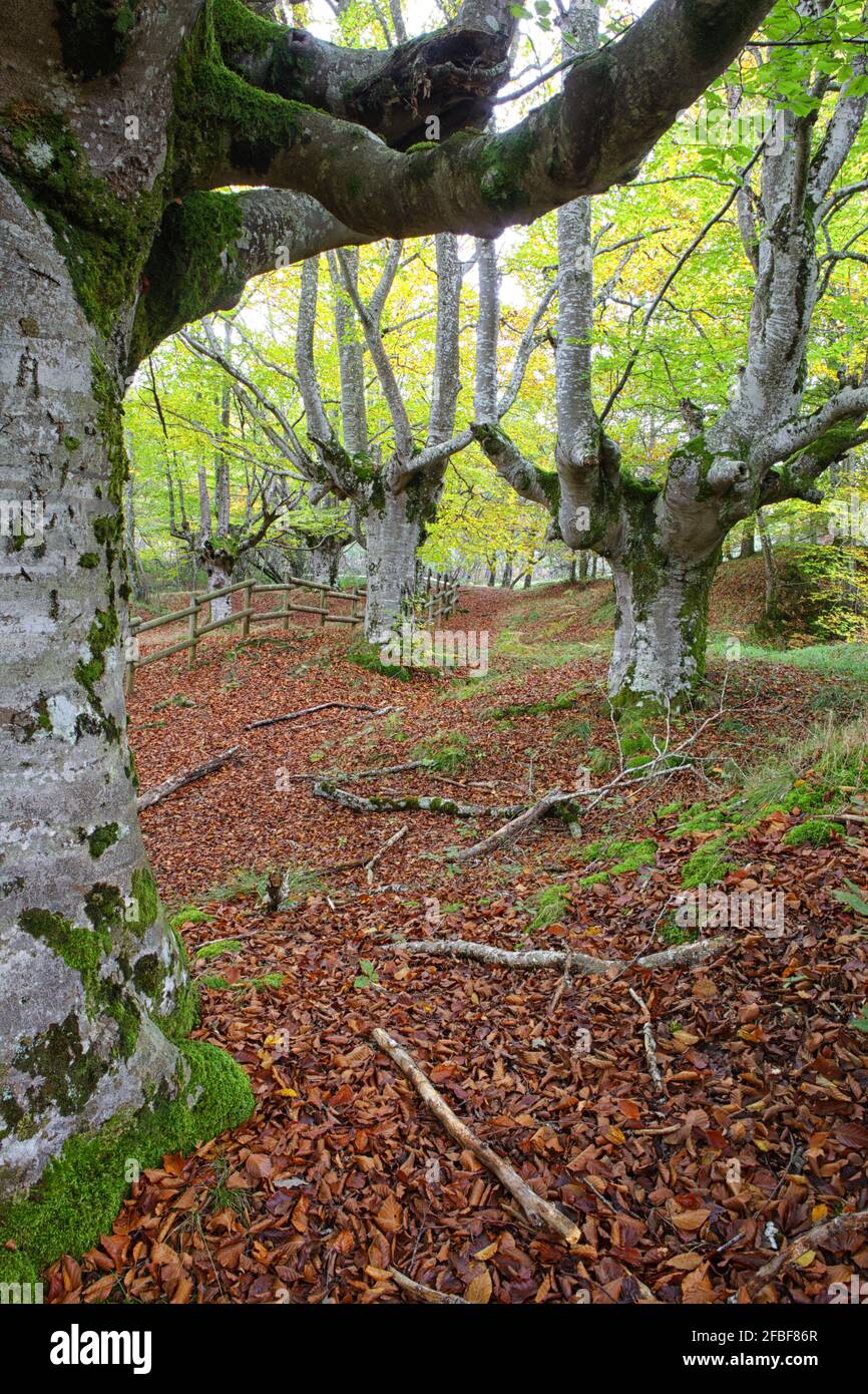 Große Bäume im Gorbea Naturpark im Herbst Stockfoto