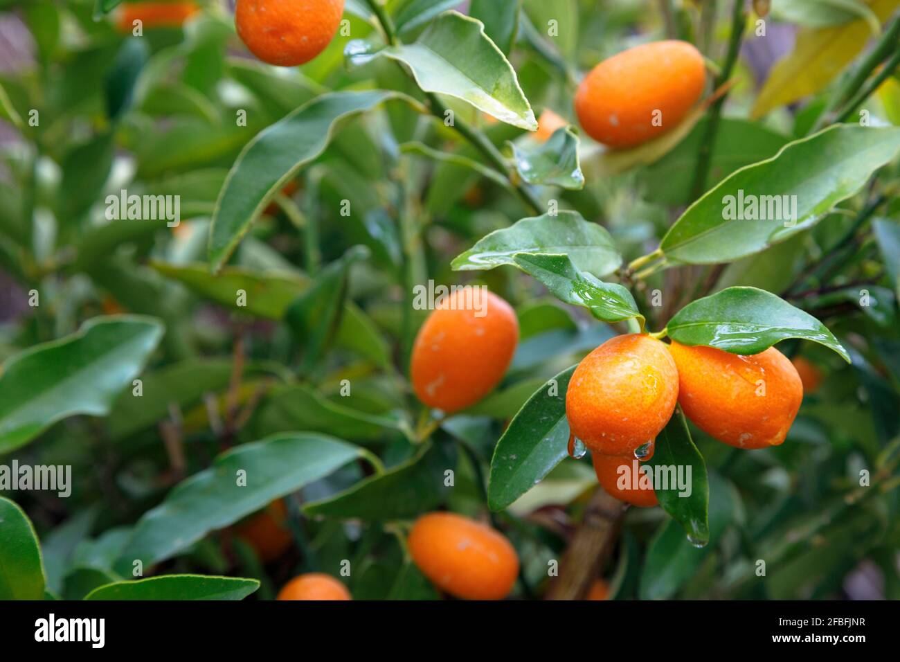 Ein Haufen nasser Kumquats auf dem Baum Stockfoto