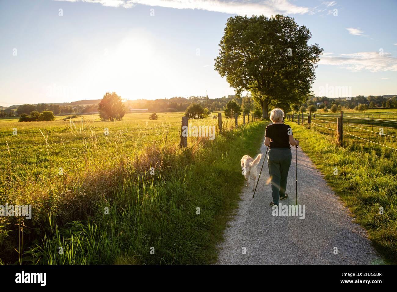 Deutschland, Bayern, Augsburg, Senior Woman Walking mit Stöcken und Golden Retriever in ländlicher Umgebung bei Sonnenuntergang Stockfoto