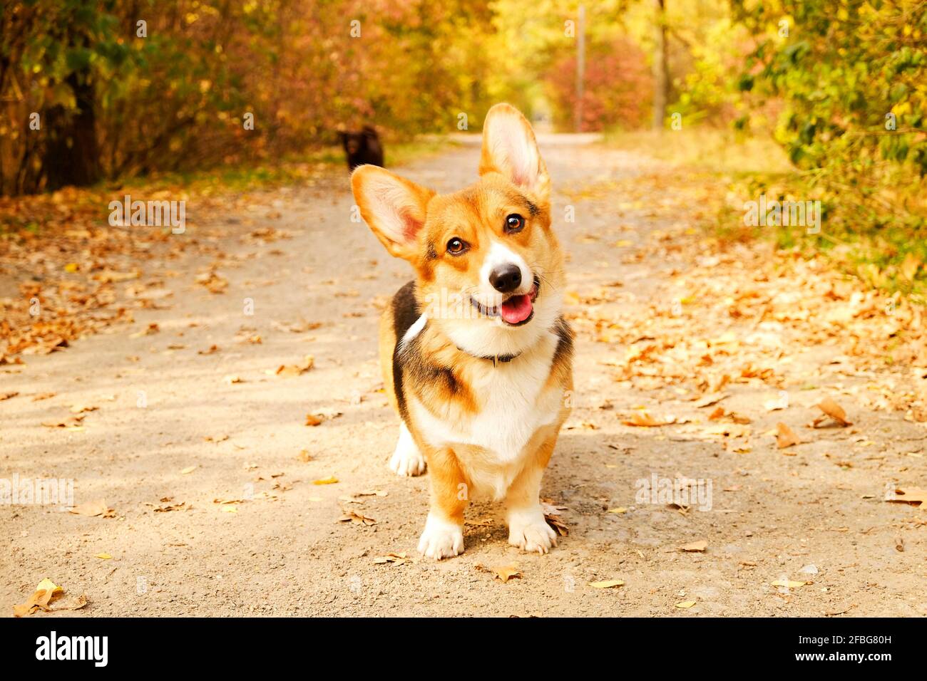 Pembroke welsh Corgi auf einem Spaziergang im Park an schönen warmen Herbsttag. Zwei verschiedene Rassen Hunde spielen im Freien, viele gefallene gelbe Blätter auf dem Boden. Co Stockfoto
