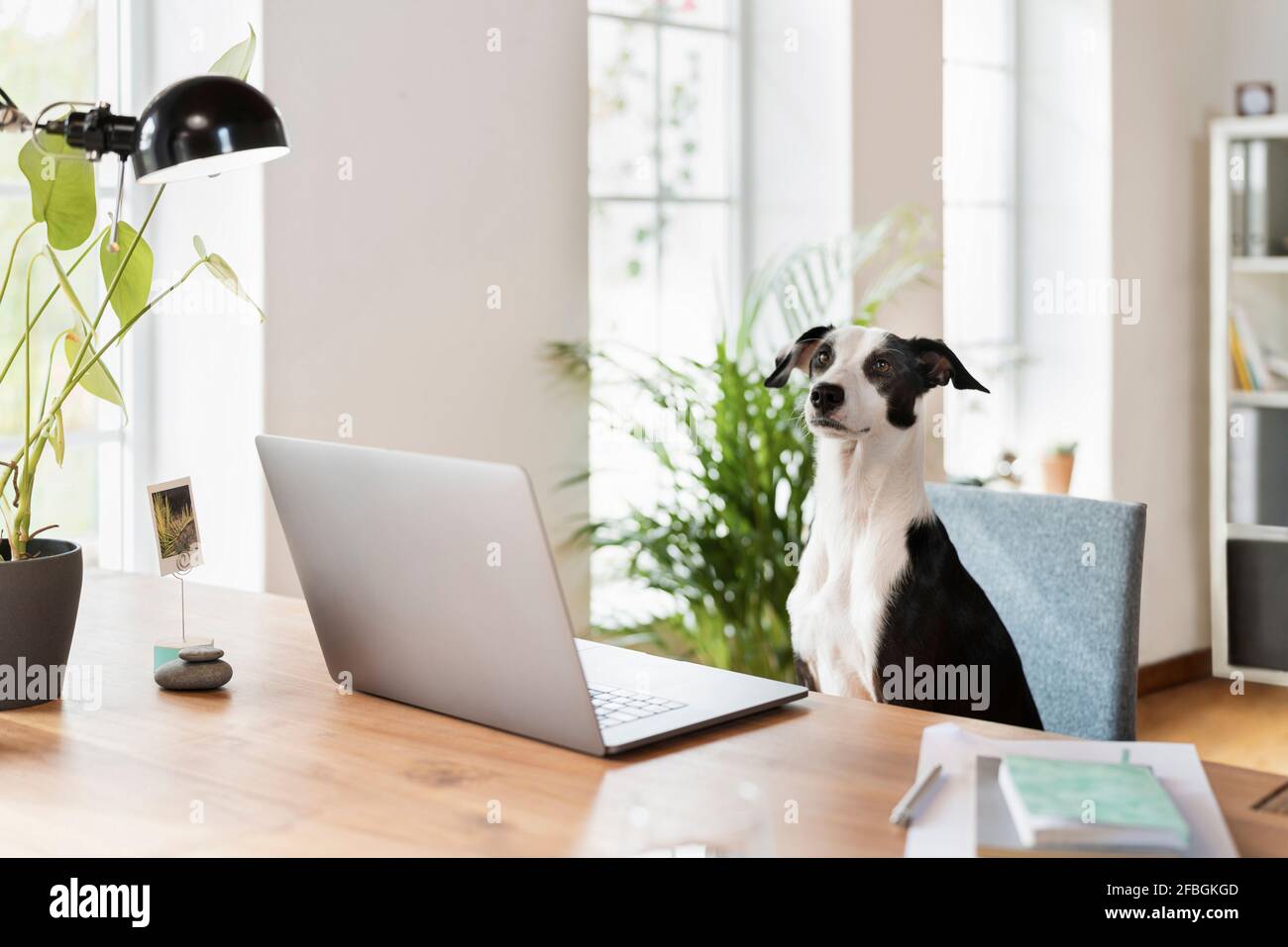 Jack Russell Terrier sitzt am Schreibtisch im Heimbüro Stockfoto
