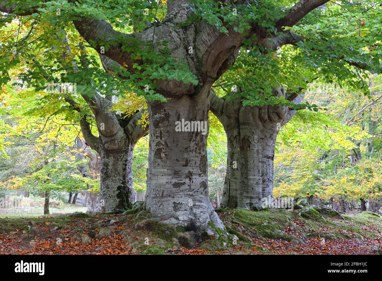 Große Bäume im Gorbea Natural Park Stockfoto