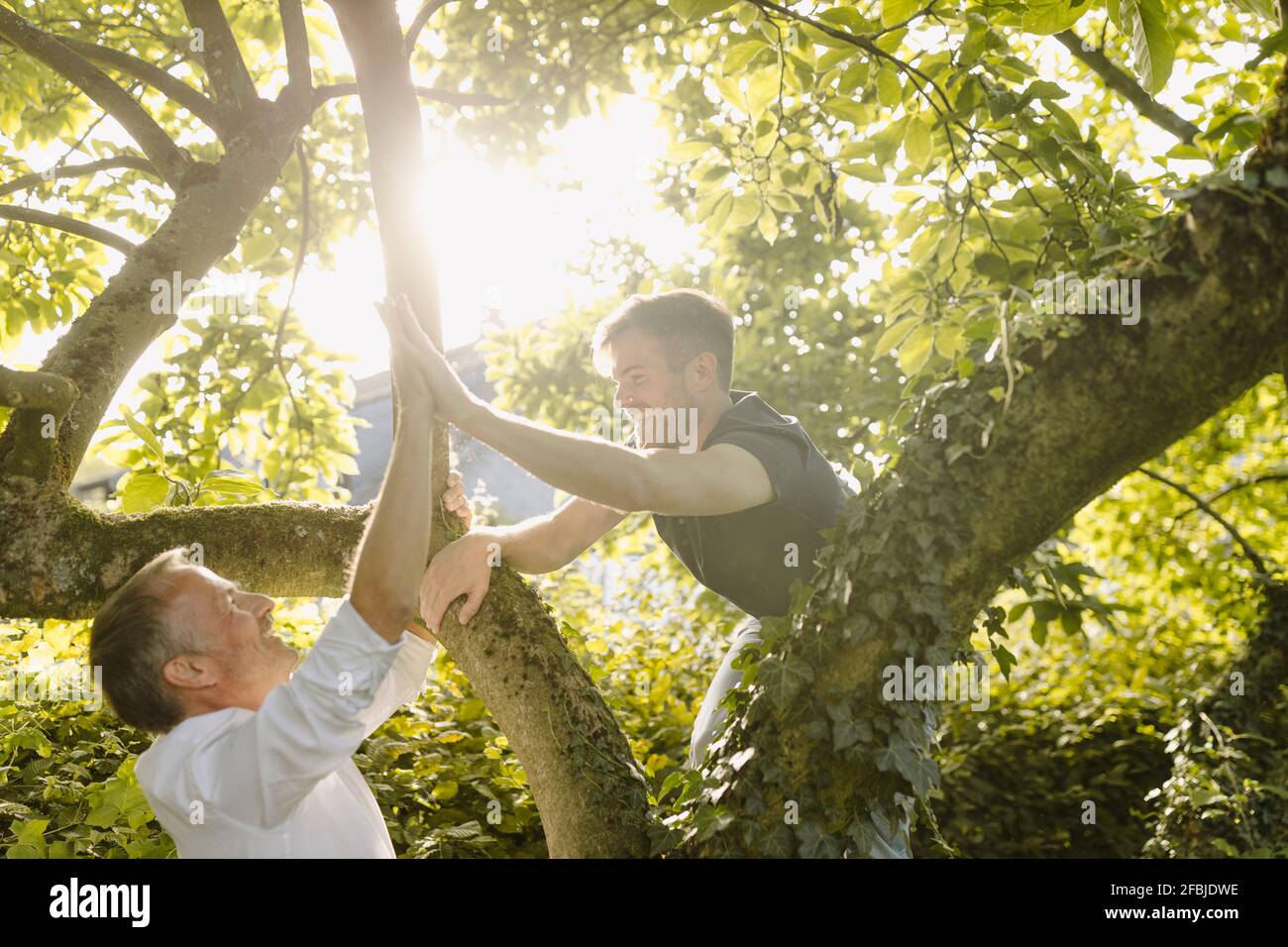 Glücklicher Sohn, der beim Klettern auf dem Baum mit dem Vater hoch-fünf zu tun hat Im Hinterhof an sonnigen Tagen Stockfoto