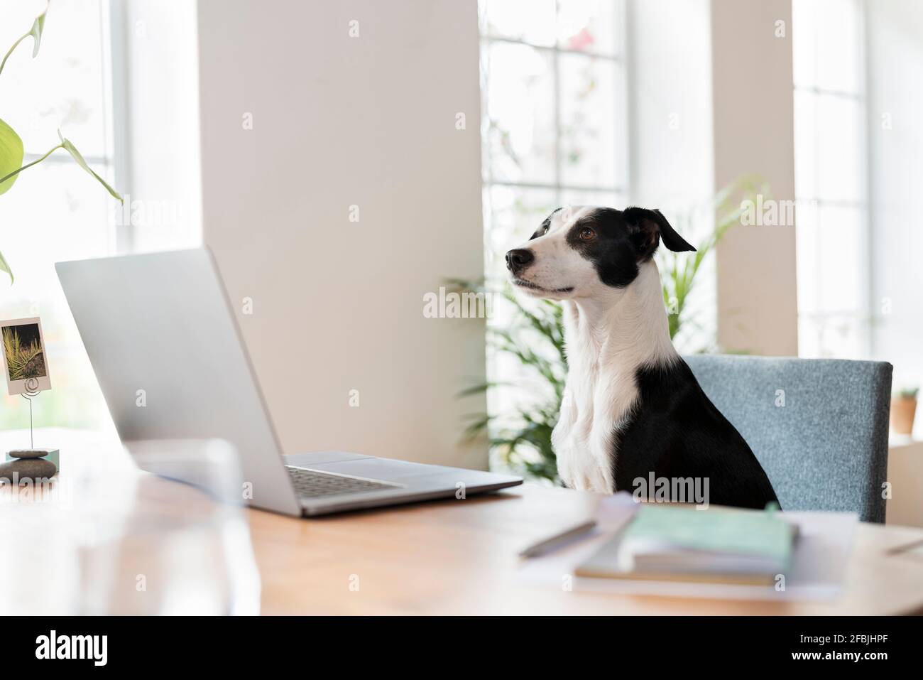 Jack Russell Terrier schaute weg, während er am Schreibtisch saß Heimbüro Stockfoto