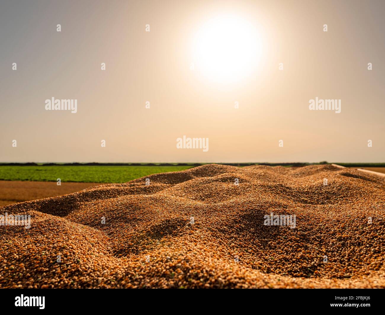 Die Sonne geht über Haufen geernteten Weizens auf Stockfoto