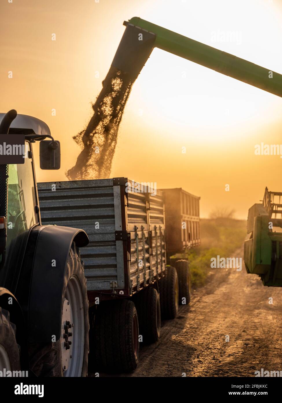 Die Sonne geht über, Mähdrescher füllt Traktor Anhänger mit geerntetem Weizen Stockfoto