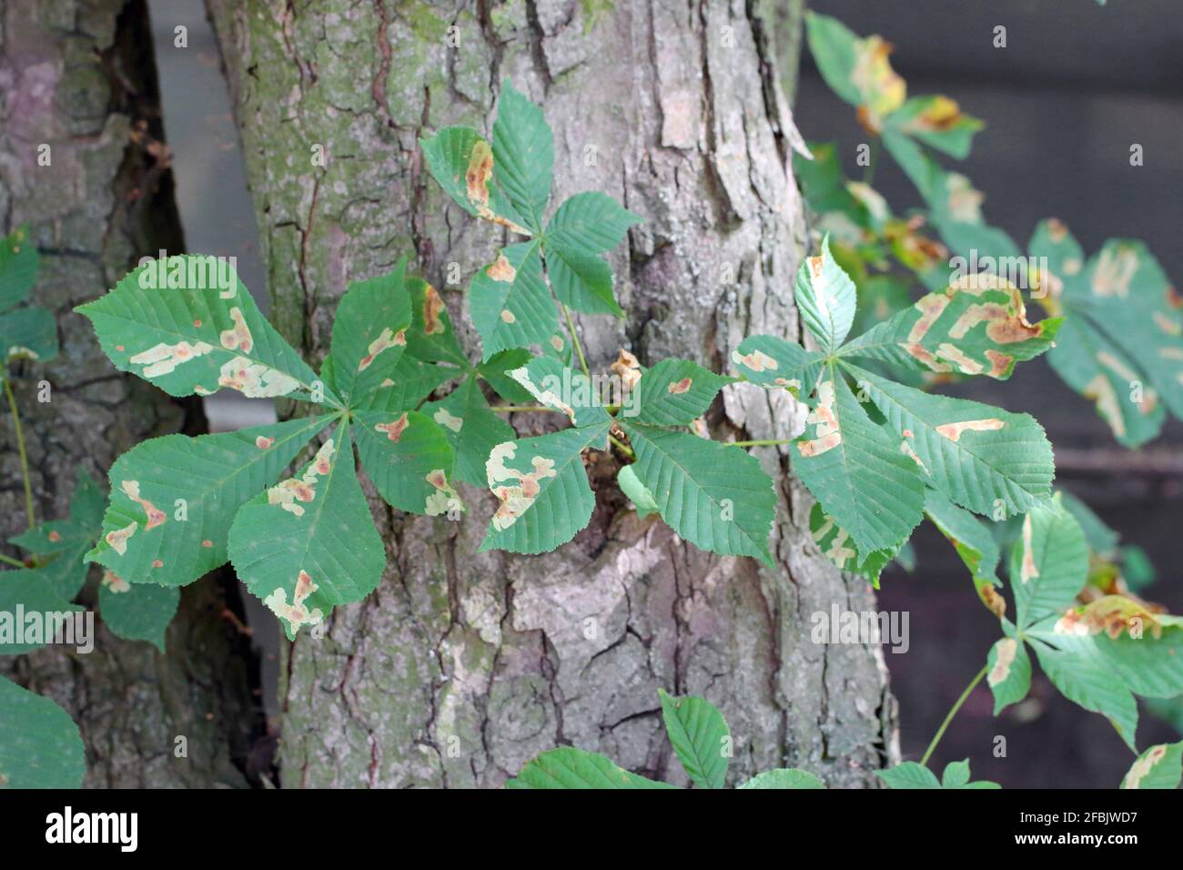 Der Rosskastanienblattminer (Cameraria ohridella) ist eine Blattfalter der Familie der Gracillariidae. Die Motte auf der Rinde der gemeinen Rosskastanie. Stockfoto