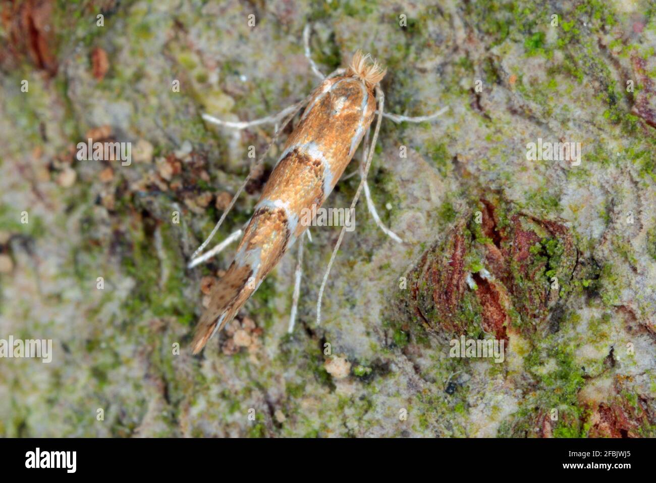 Der Rosskastanienblattminer (Cameraria ohridella) ist eine Blattfalter der Familie der Gracillariidae. Die Motte auf der Rinde der gemeinen Rosskastanie. Stockfoto