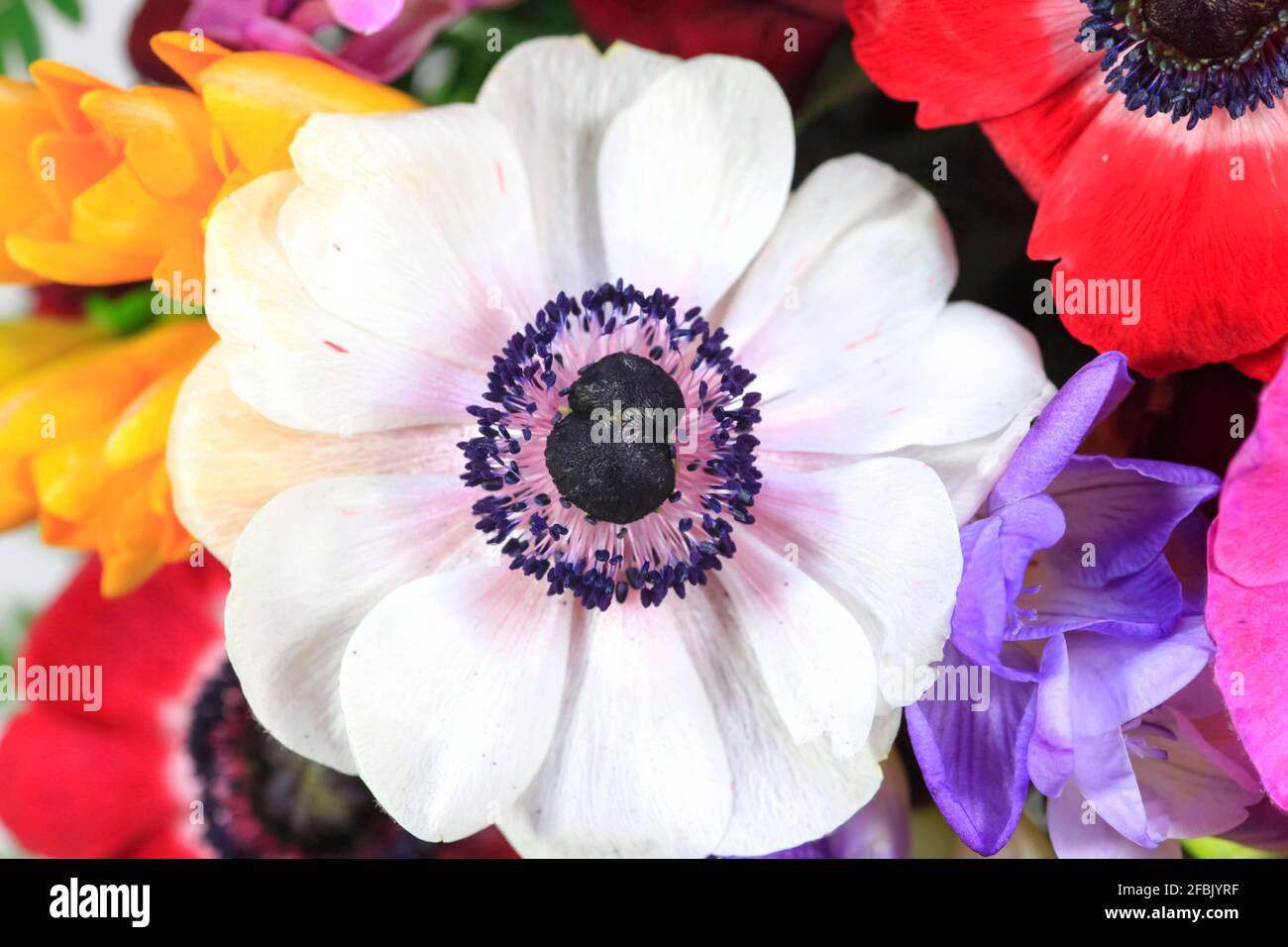 Bouquet von bunten Freesias und Anemonen Stockfoto