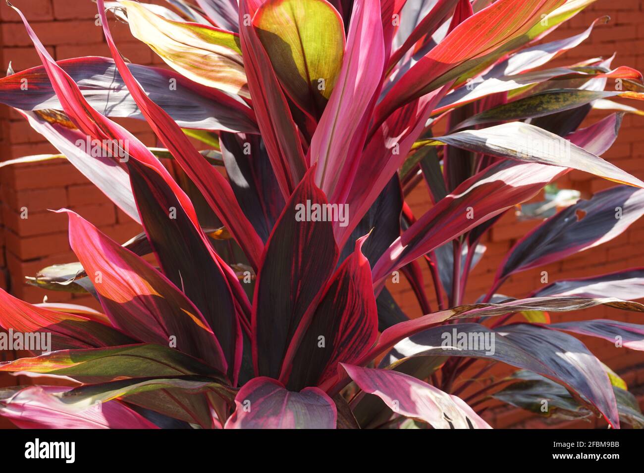 Grüne cordyline fruticosa gemeinhin als TiPflanze, Palmlilie