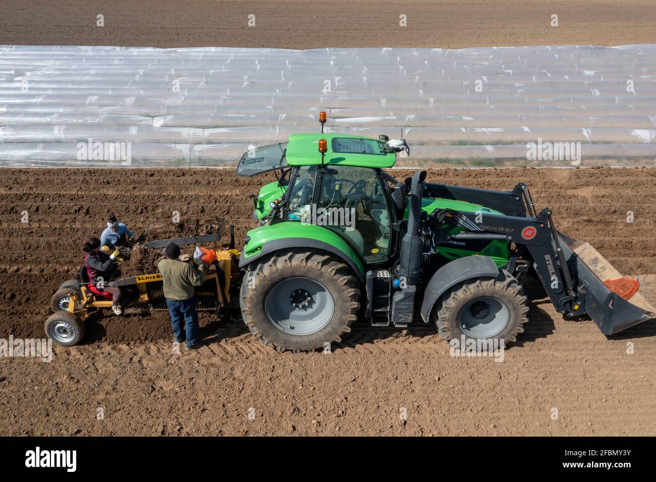Spargelfarm, Spargelpflanze, wird auf einem Feld mit einer Pflanzmaschine gepflanzt, nach einem guten Jahr wächst der erste Spargel aus dem Rhizom heraus, bis hin zu Stockfoto