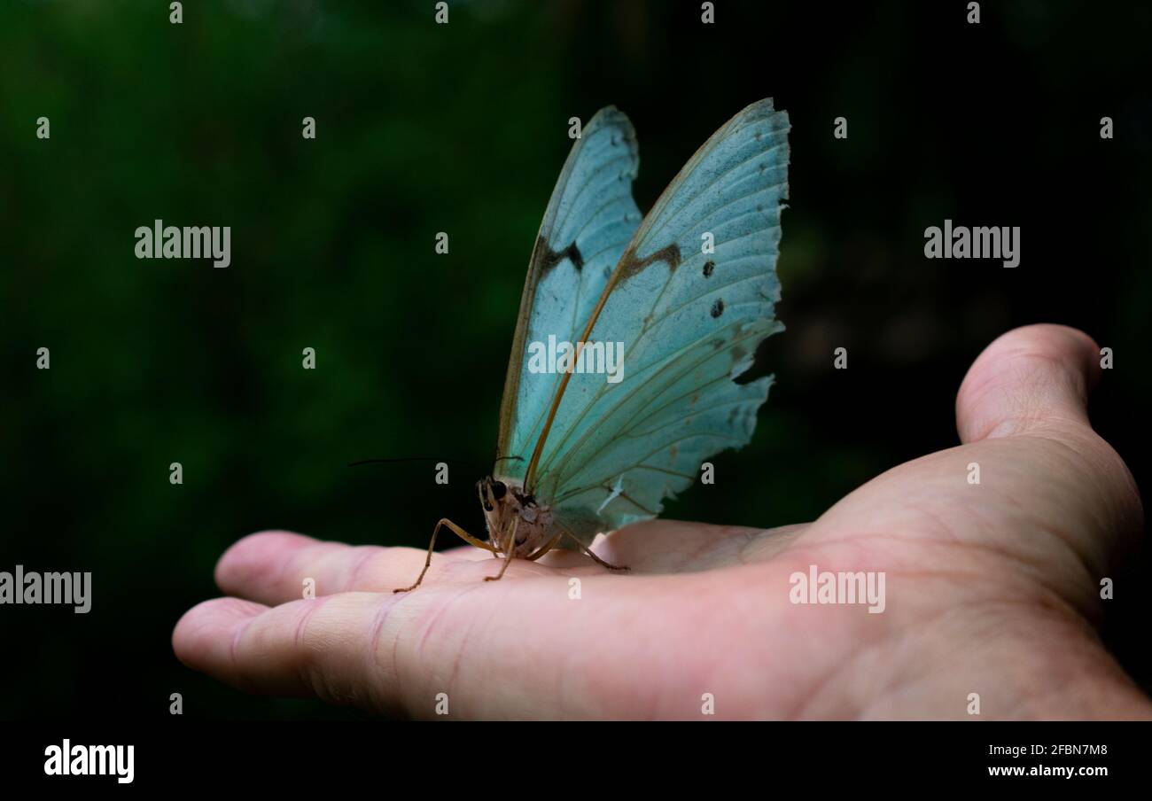 Interaktion von Mensch und Schmetterling (Morpho epistrophus catenaria) Stockfoto
