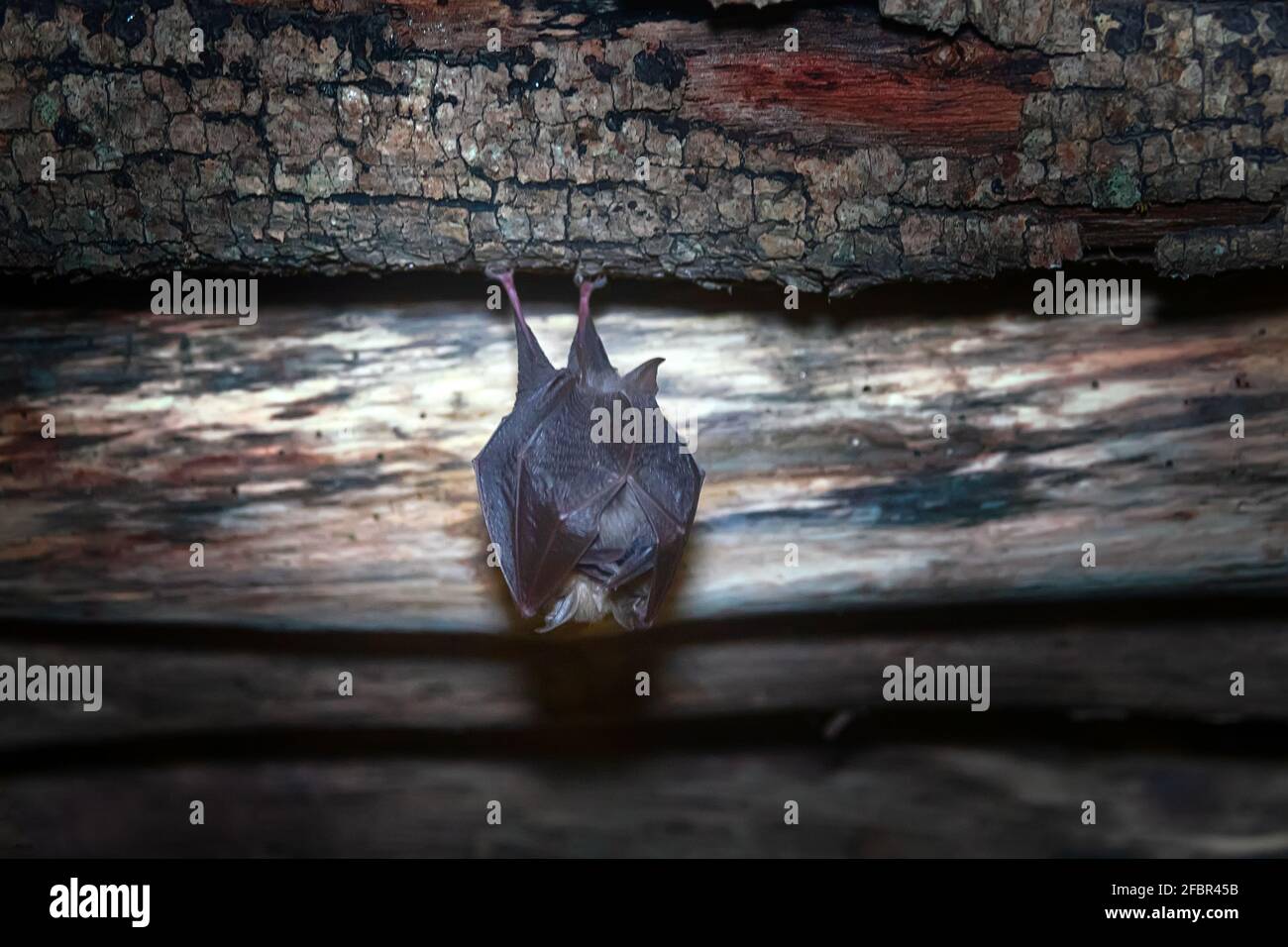 Große Hufeisenfledermaus (Rhinolophus ferrumenquinum) unter dem Dach eines verlassenen Hauses. Nasenauswuchs dienen dazu, einen Strahl von Echoortung Signale zu bilden. Stockfoto