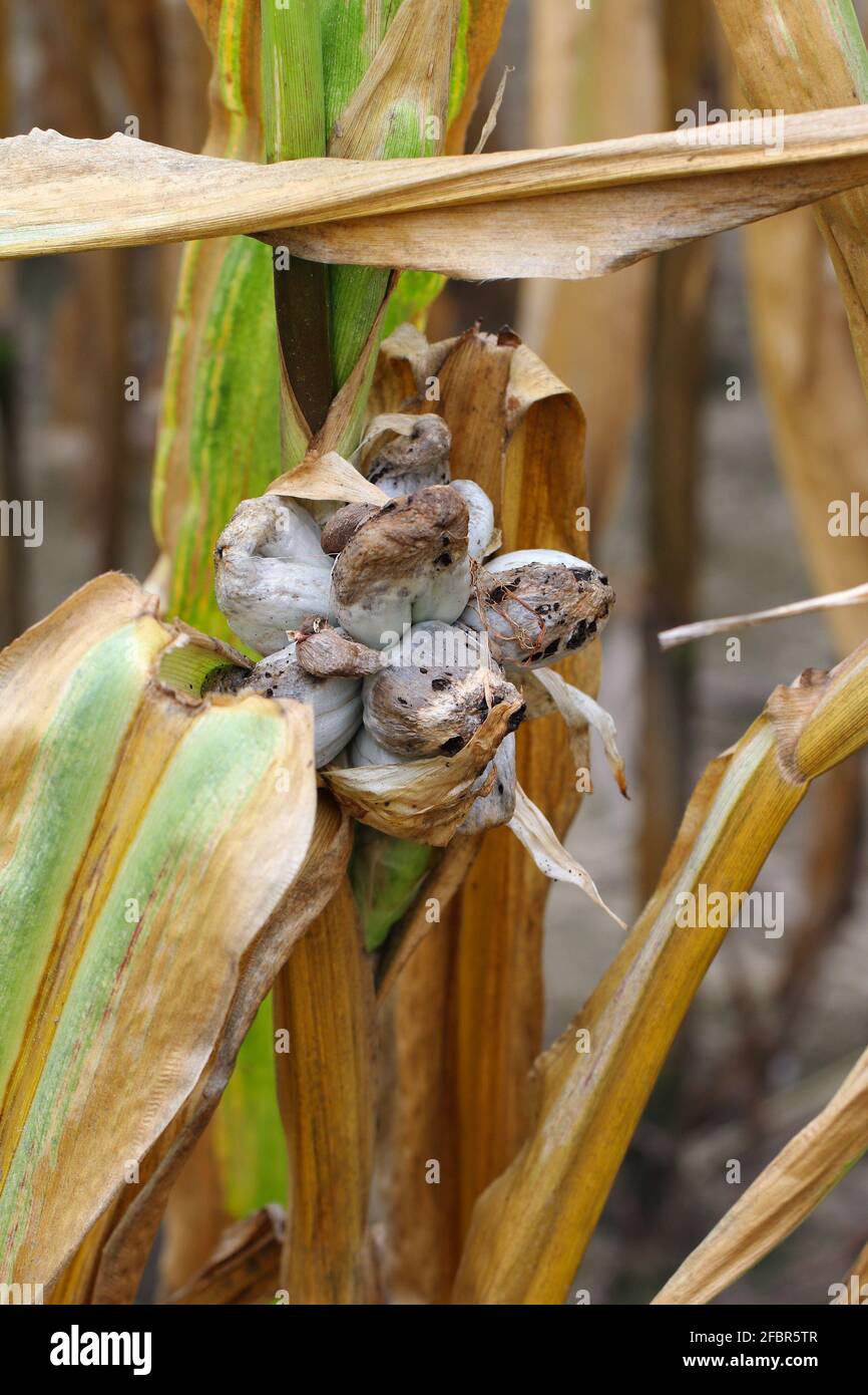 Maisschmierungen (Ustilago zeae). Ustilago maydis Krankheit auf Maiskolben. Stockfoto