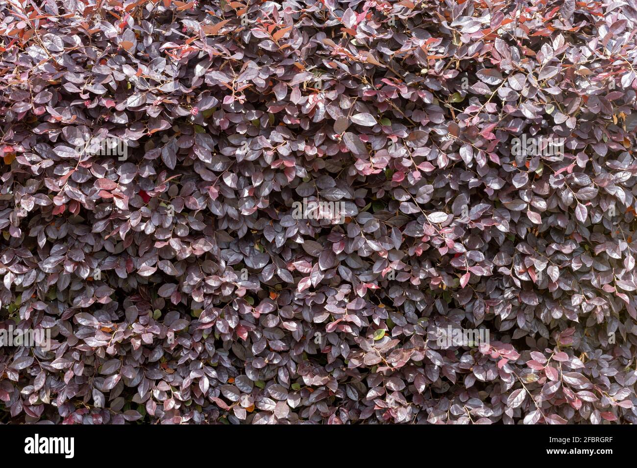 Photinia ist eine Gattung von etwa 40–60 Arten von kleinen Bäumen und großen Sträuchern, die in einem Garten angebaut werden. Stockfoto