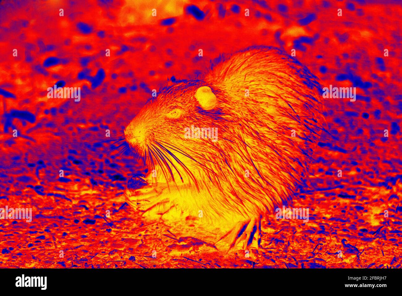 Wilde Nutria Nacht Fütterung in wissenschaftlichen High-Tech-Wärmebildkamera auf Nachthintergrund. Demonstration der Kaumechanik in einem Nagetier mit gestreckter Stockfoto
