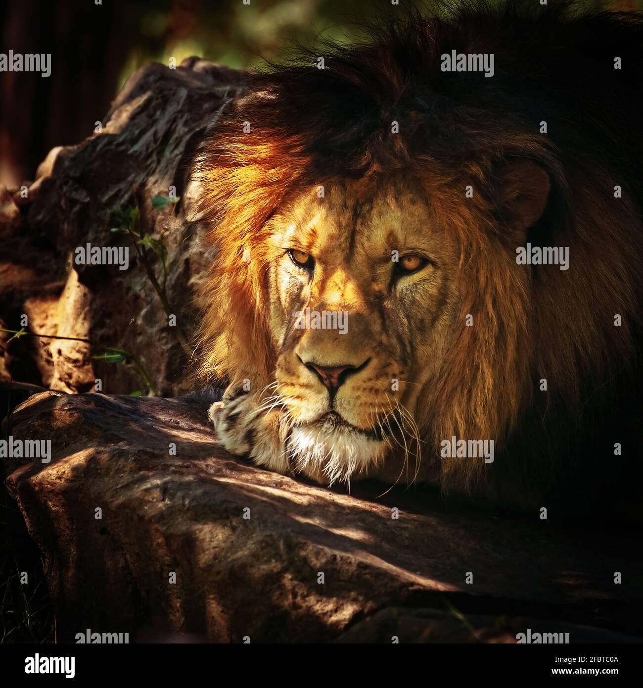 Löwe (Panthera leo) lauert in den Schatten Stockfoto
