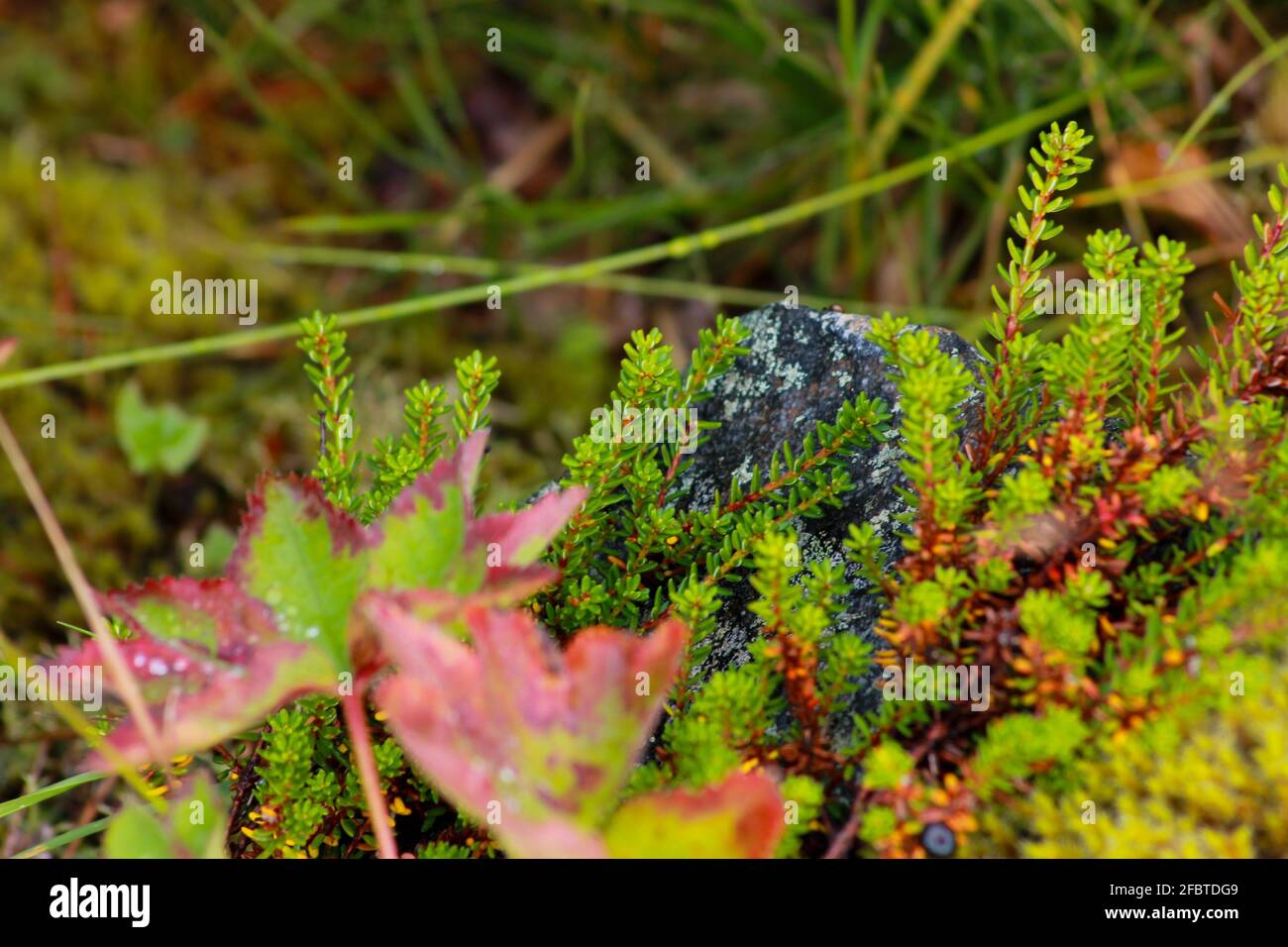 Ein regnerischer Tag Stockfoto