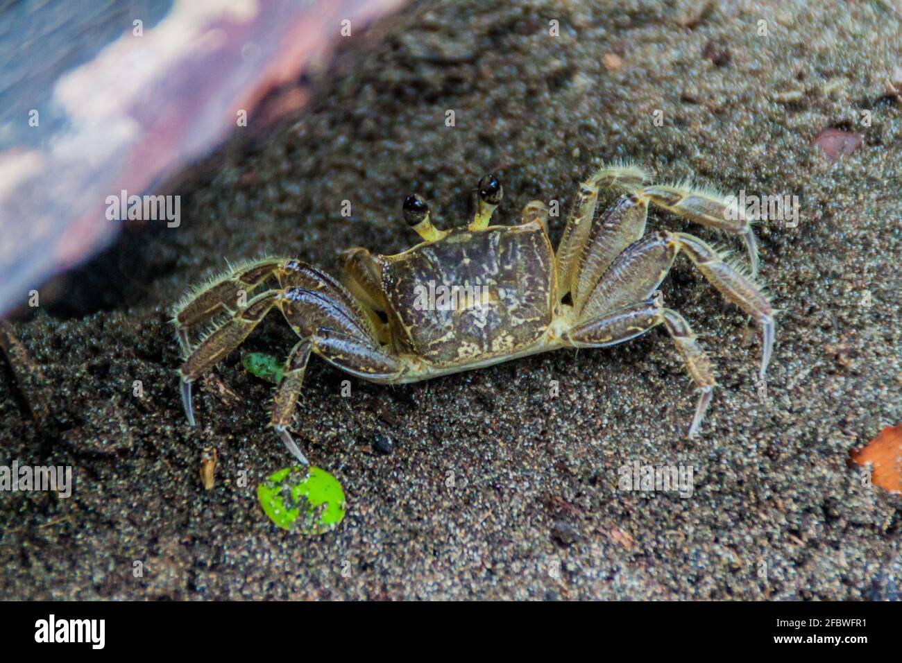 Krabbe im Tortuguero Nationalpark, Costa Rica Stockfoto