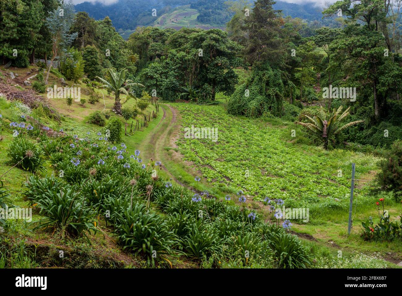 Salatfeld in der Nähe des Dorfes Cerro Punta, Panama Stockfoto