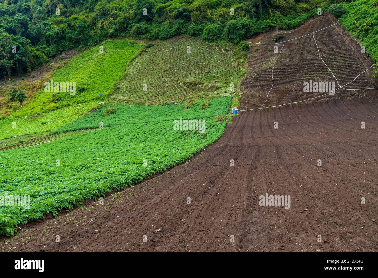 Gemüsefelder in der Nähe des Dorfes Cerro Punta, Panama Stockfoto