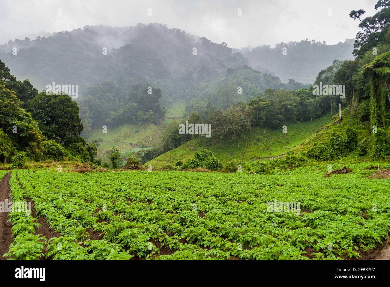 Gemüsefelder in der Nähe des Dorfes Bajo Grande in der Nähe des Vulkans Baru, Panama Stockfoto