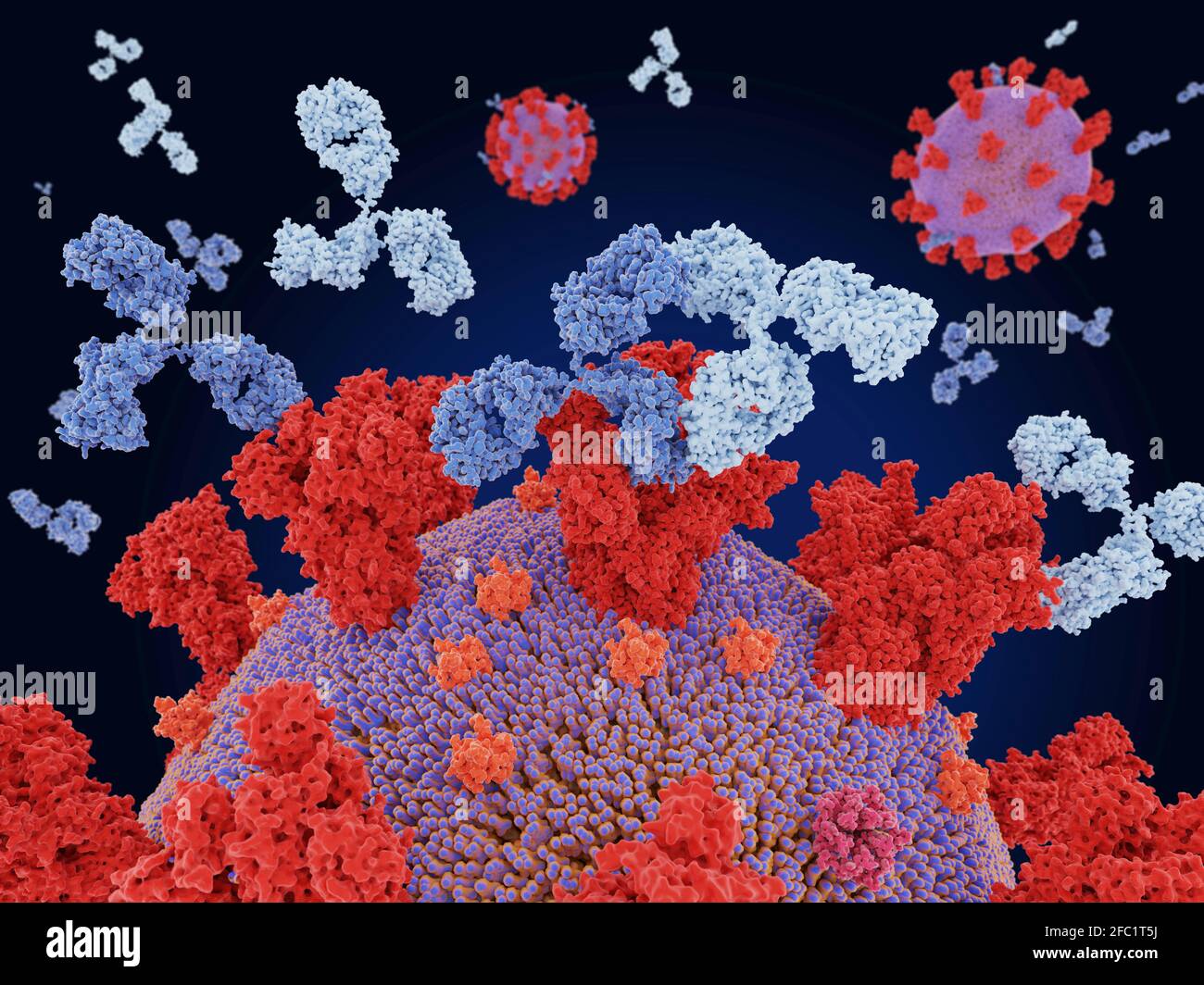 Antikörper-Cocktail-Bindung an Coronavirus, Illustration Stockfoto Antikörper-Cocktail-Bindung an Coronavirus, Illustration Stockfoto